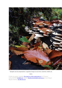 Ejemplos de descomponedores: izquierda, hongos en un tronco; derecha, lombriz de 
tierra. 
Crédito de imagen: izquierda, Deco
