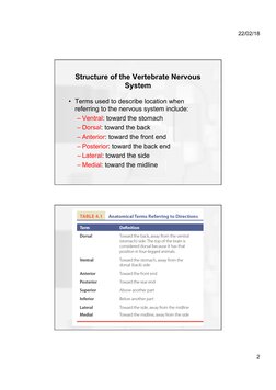 Structure of the Vertebrate Nervous System | PDF | Cerebrum | Nervous ...