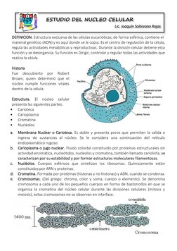 DEFINICION. Estructura exclusiva de las células eucarióticas; de forma esférica, contiene el 
material genético (ADN) y