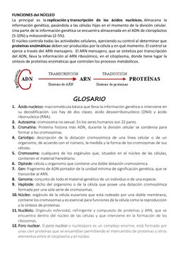 FUNCIONES del NÚCLEO 
La principal es la replicación y (http://www.biologia.edu.ar/botanica/tema9/9-1nucleo.htm#replicaci%C3%