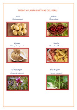 TREINTA PLANTAS NATIVAS DEL PERU 
 
                    Maca 
                    Achiote 
            (Lepidium meyenii)
