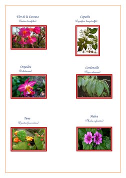 (https://www.google.com.pe/imgres?imgurl=https://upload.wikimedia.org/wikipedia/commons/thumb/2/26/Piper_angustifolium_-_K%2