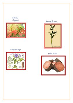 Amasisa  
 
 
 
             (Erythrina) 
 
 
 
       
 
 
 
 
          Chiric sanango