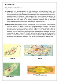 3. CLASIFICACIÓN: 
 
Los protistas se clasifican en: 
 
a) Algas: son muy variadas, pueden ser microscópicas o inmensamente g