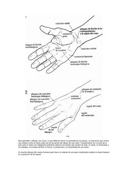 Para aprender a dibujar una mano, lo que debemos hacer es aprendernos sus partes. la ilustración aqui arriba 
nos muestra com