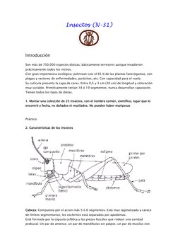 Insectos (N-31)  
 
Introducción  
Son más de 750.000 especies dioicas; básicamente terrestres aunque invadieron 
prácticamen