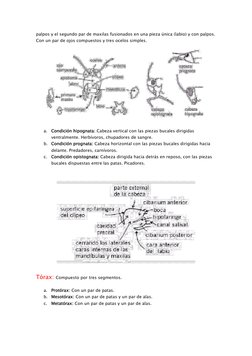 palpos y el segundo par de maxilas fusionados en una pieza única (labio) y con palpos. 
Con un par de ojos compuestos y tres