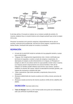 Es de tipo aórtico. El corazón es tubular con un número variable de ostiolos. En 
insectos voladores hay un corazón torácic