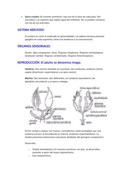  
Sacos coxales: En insectos primitivos; hay uno de la base de cada pata. Son 
eversibles y se suponen que captan agua del a