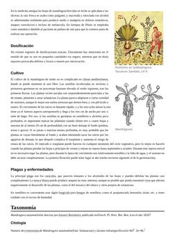 (https://es.wikipedia.org/wiki/Archivo:Mandragora_dibujo.jpg) (https://es.wikipedia.org/wiki/Archivo:Mandragora_Tacuinum_San
