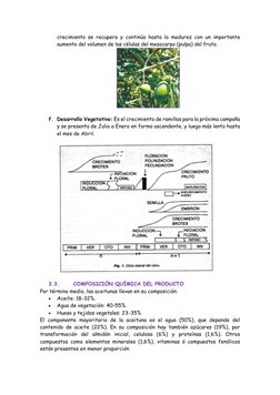crecimiento se recupera y continúa hasta la madurez con un importante 
aumento del volumen de las células del mesocarpo (pulp