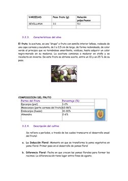 VARIEDAD 
Peso fruto (g) 
Relación 
pulpa/hueso 
SEVILLANA 
3.1 
5.1 
 
 
 
 
 
3.2.3. 
Características del olivo  
 
El frut