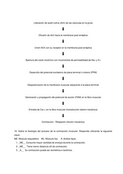 Liberación de acetil colina (Ach) de las vesículas en la gruta  
 
Difusión de Ach hacia la membrana post sináptica  
 
Unión