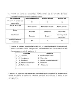 2. Teniendo en cuenta las características morfofuncionales de las variedades de tejidos 
musculares estudiados, completa el s