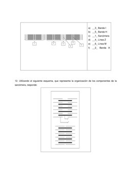 a) __3_ Banda I 
b) __5_ Banda H 
c) __1_ Sarcómera 
d) __4_ Línea Z 
e) __6_ Línea M 
f) 
__2_ Banda A
 
 
 
 
12. Utiliza