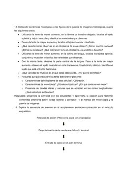 14. Utilizando las láminas histológicas o las figuras de la galería de imágenes histológicas, realiza 
las siguientes tarea