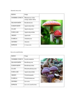 Amanita muscaria  (http://eol.org/pages/2866150/overview)
 
REINO  
Fungi 
 
 
 
NOMBRE COMUN 
Matamoscas, falsa 
oronja, kul