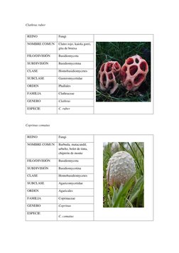 Clathrus ruber  (http://eol.org/pages/188509/overview)
 
REINO  
Fungi 
 
 
NOMBRE COMUN 
Clatro rojo, kaiola gorri, 
gita de