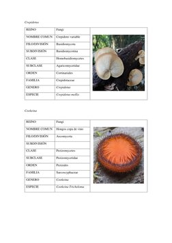 Crepidotus 
REINO   (http://eol.org/pages/77380/overview)
Fungi 
 
 
NOMBRE COMUN 
Crepidoto variable 
FILO/DIVISIÓN  
Basidi