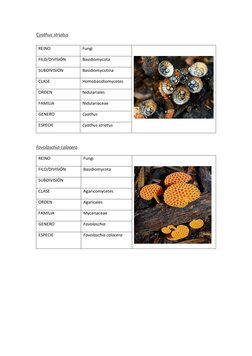 Cyathus striatus  (http://eol.org/pages/162782/overview)
 
REINO  
Fungi 
 
 
FILO/DIVISIÓN  
Basidiomycota 
SUBDIVISIÓN  
Ba