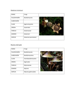 Geastrum minimum  (http://eol.org/pages/1032104/overview)
 
REINO  
Fungi  
 
 
FILO/DIVISIÓN  
Basidiomycota 
SUBDIVISIÓN
