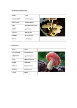 Leucocoprinus birnbaumii  (http://eol.org/pages/194453/overview)
 
REINO  
Fungi  
 
 
FILO/DIVISIÓN  
Basidiomycota 
SUBDIVI