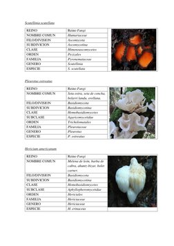 Scutellinia scutellata 
REINO  (http://eol.org/pages/133525/overview)
Reino Fungi 
 
NOMBRE COMUN 
Humariaceae 
 
FILO/DIVISI