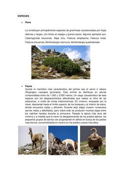 ESPECIES  
 
Flora  
 
La constituyen principalmente especies de gramíneas caracterizadas por hojas 
alternas y largas, con