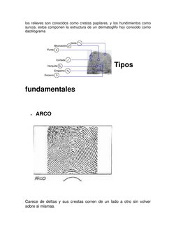 los relieves son conocidos como crestas papilares, y los hundimientos como 
surcos, estos componen la estructura de un dermat