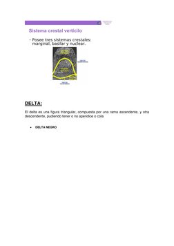 DELTA: 
 
El delta es una figura triangular, compuesta por una rama ascendente, y otra 
descendente, pudiendo