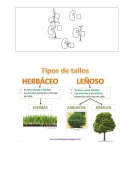 Secuencia Didáctica: Las Plantas 1° Grado | PDF | Tallo de la planta ...
