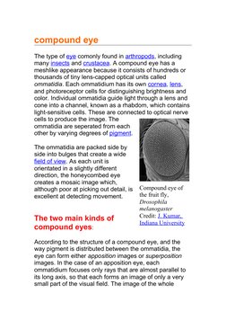 Understanding Compound Eyes in Insects | PDF | Eye | Vision