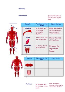 Extends the ankle so 
you can stand on your 
toes.
Deltoids
Biceps
Quadriceps
In the upper part 
of the body, 
covering the