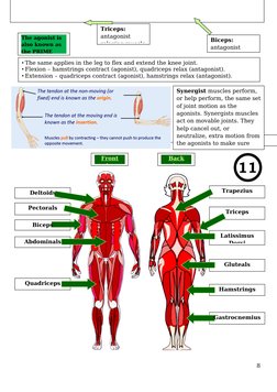 There are 11 muscles you need to know.
8
Triceps: 
antagonist 
relaxing muscle
The agonist is 
also known as 
the PRIME 
Bice