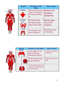 Latissimus
Dorsi
Triceps
At the back of 
the body, either 
side of the chest.
At the top of each 
arm at the back.
Rotates up