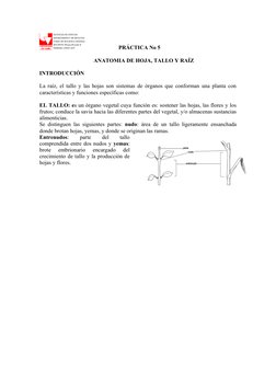 PRÁCTICA No 5
ANATOMIA DE HOJA, TALLO Y RAÍZ
INTRODUCCIÓN
La raíz, el tallo y las hojas son sistemas