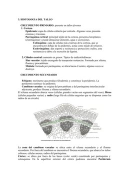 3. HISTOLOGIA DEL TALLO
    CRECIMIENTO PRIMARIO: presente en tallos jóvenes
     1. Corteza
Epidermis: capa de células cubie