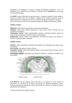 (reemplaza  a la epidermis) o corcho se origina  del felógeno (meristemo  vivo) y la
felodermis. En la superficie de la perid