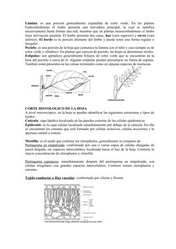 Lámina:  es  una  porción  generalmente  expandida  de  color  verde.  En  las  plantas
Eudicotiledóneas  el  limbo  presenta