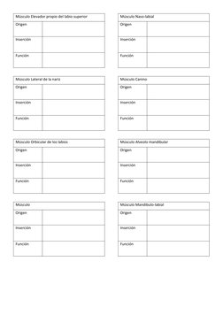Músculo Elevador propio del labio superior
Origen
Inserción
Función
Músculo Lateral de la nariz
Origen
Inserción
Función
Músc