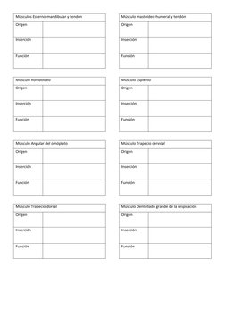 Músculos Esterno-mandibular y tendón
Origen
Inserción
Función
Músculo Romboideo
Origen
Inserción
Función
Músculo Angular del