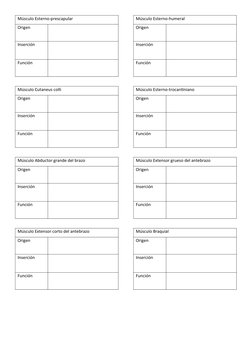 Músculo Esterno-prescapular
Origen
Inserción
Función
Músculo Cutaneus colli 
Origen
Inserción
Función
Músculo Abductor grande