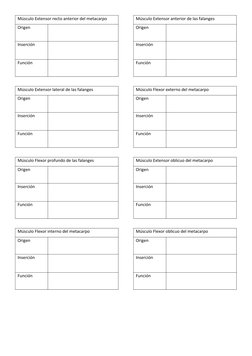 Músculo Extensor recto anterior del metacarpo
Origen
Inserción
Función
Músculo Extensor lateral de las falanges
Origen
Inserc