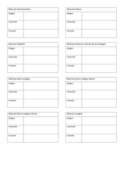 Músculo Gastrocnemio
Origen
Inserción
Función
Músculo Poplíteo
Origen
Inserción
Función
Músculo Sacro-coxígeo
Origen
Inserció