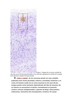 Figura 3. Imagen de la corteza cerebral de 
una rata con un tinción general donde se ha colocado superpuesta la célula de la