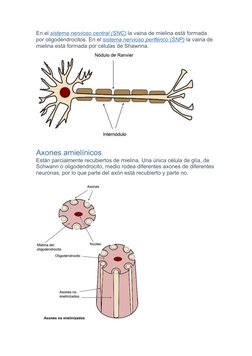En el sistema nervioso central (SNC) la vaina de mielina está formada 
por oligodendrocitos. En el sistema nervioso periféric