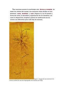 Las neuronas poseen la morfología más diversa y compleja de
todas las células del cuerpo. Las neuronas están dividas en tres