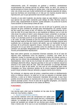 relativamente  corto.  El  reemplazo  es  gradual  y  simétrico,  cambiándose
sucesivamente las mismas plumas en ambos lados,