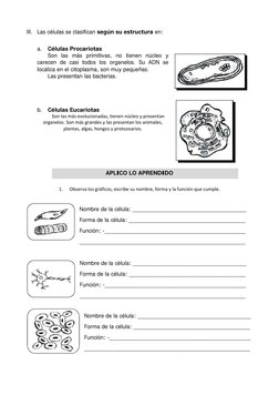 Clasificación de las Células por Forma | PDF | Miocito | Biología Celular)