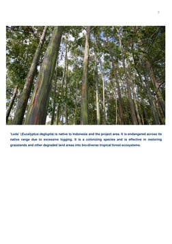 2 
 
 
 
‘Leda’ (Eucalyptus deglupta) is native to Indonesia and the project area. It is endangered across its 
native ra
